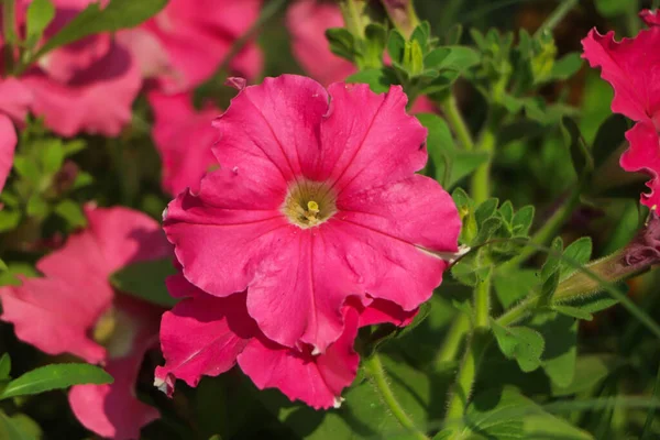 ชมพ สวยงาม ดอกไม ในสวน โฟก สเล — ภาพถ่ายสต็อก