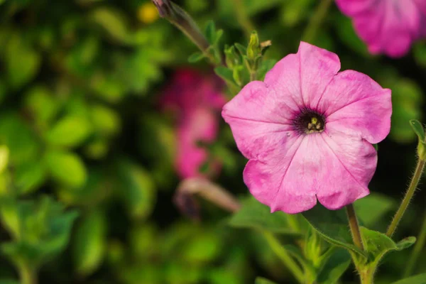 Ett Naturfoto Vacker Petuniaflora Plantera Petunia Blomma Med Blommande Rosa — Stockfoto
