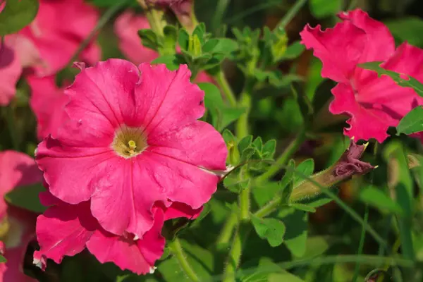 Ροζ Λουλούδι Πετούνια Ανθίζει Στον Κήπο — Φωτογραφία Αρχείου