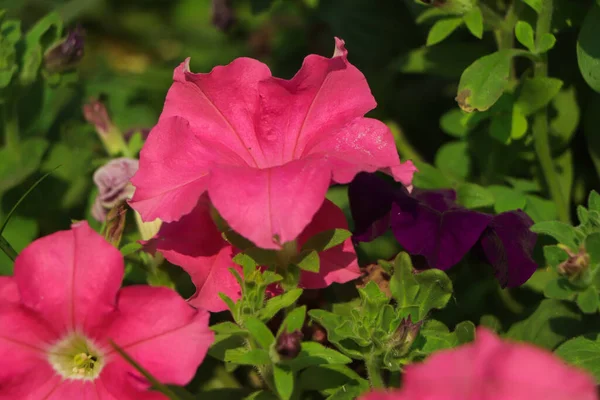 Cama Flores Con Petunias Rosadas Flores Color Rosa Petunia Primer — Foto de Stock