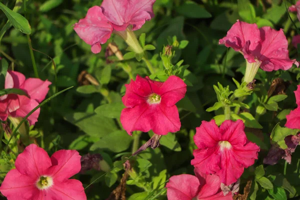 Bakgrund Många Rosa Petunia Blomma Stor Kruka — Stockfoto