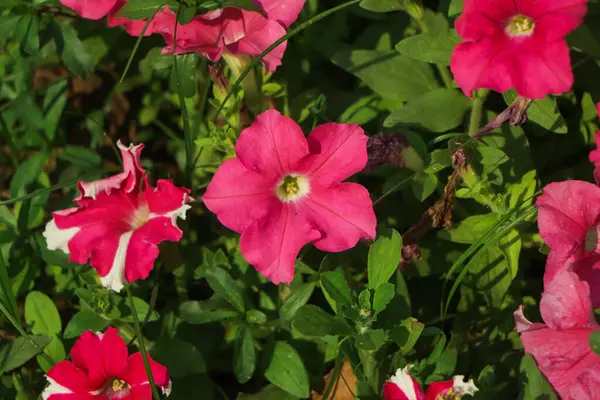 Bakgrund Rosa Petunia Blomma Trädgården — Stockfoto