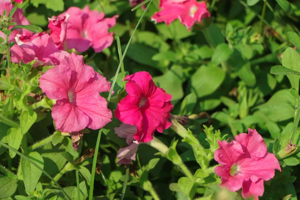 분홍빛 페튜니아 정원에서 피어나다 — 스톡 사진