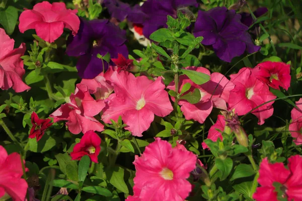 정원에 분홍빛 페튜니아 — 스톡 사진