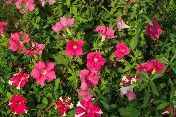 Красивые Розовые Петунии Редактирования Фото Сделанное Азией Коппенберг — стоковое фото