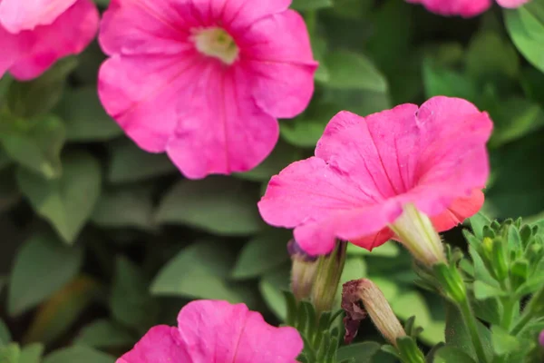 Розовый Цветок Петунии Цветет Саду — стоковое фото
