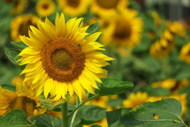 Bulanık arkaplanda parlak sarı ayçiçekleri. Ayçiçekli yatay doğa afişi. Metin için alanı kopyala