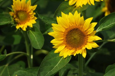 Bahçede açan ayçiçeğine odaklan