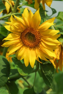 Ayçiçeği tarlada yeşil yaprak ile yakın çekim