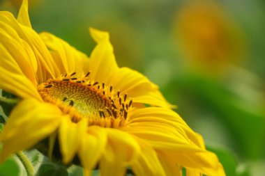 Sunflower background in a yellow field