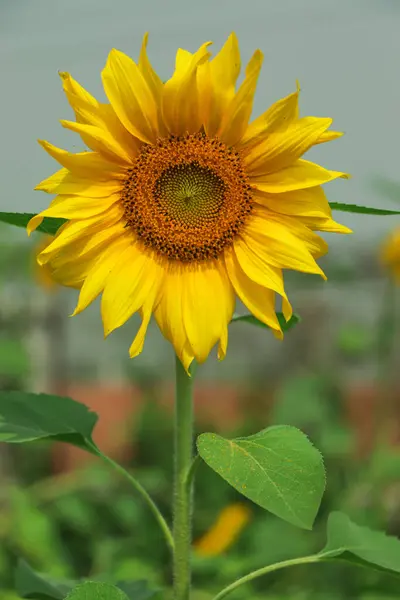 Close Yellow Sunflower Full Bloom Sunny Summer Yellow Sunflower Fields — Fotografia de Stock