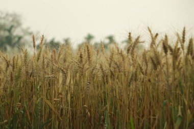 Fransa 'nın Provence şehrinde gün doğumunda buğday tarlası. Yakın görüş, seçici odaklanma. Güzel yaz doğa geçmişi.