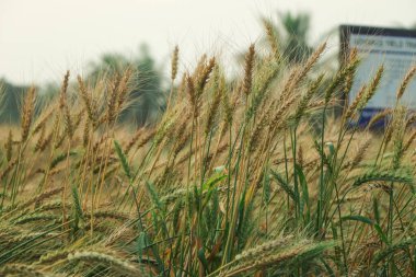 Fransa 'nın Provence şehrinde gün doğumunda buğday tarlası. Yakın görüş, seçici odaklanma. Güzel yaz doğa geçmişi.