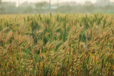 Altın buğday tarlası ve güneşli gün
