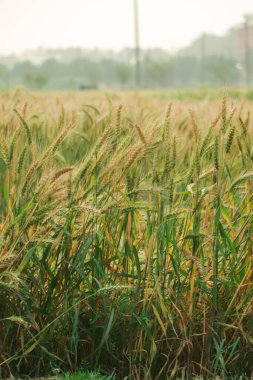 Altın buğday tarlası ve güneşli gün