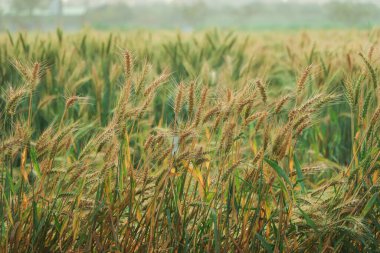 Altın buğday tarlası ve güneşli gün