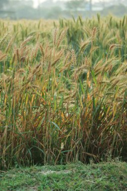 Buğday tarlası. Altın buğday kulakları yakında. Güzel Doğa Günbatımı Manzarası. Parlayan Güneş Işığı Altında Kırsal Manzara. Olgunlaşan buğday tarlalarının arka planı. Zengin hasat konsepti. Etiket sanat tasarımı
