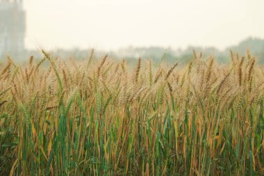 Buğday tarlası. Altın buğday kulakları yakında. Parlayan Güneş ışığı ve mavi gökyüzü altında güzel kırsal manzara. Olgunlaşan çayırlık buğday tarlalarının arka planı.