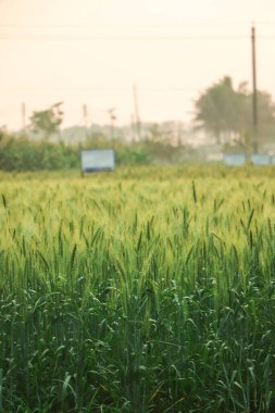 Buğday kulaklarını kapat, bir yaz günü buğday tarlasını. Hasat zamanı