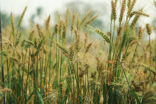 小麦の耳 夏の日に小麦のフィールドを閉じます 収穫期 — ストック写真