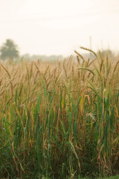Buğday tarlası. Altın buğday kulakları yakında. Parlayan Güneş ışığı ve mavi gökyüzü altında güzel kırsal manzara. Olgunlaşan çayırlık buğday tarlalarının arka planı.