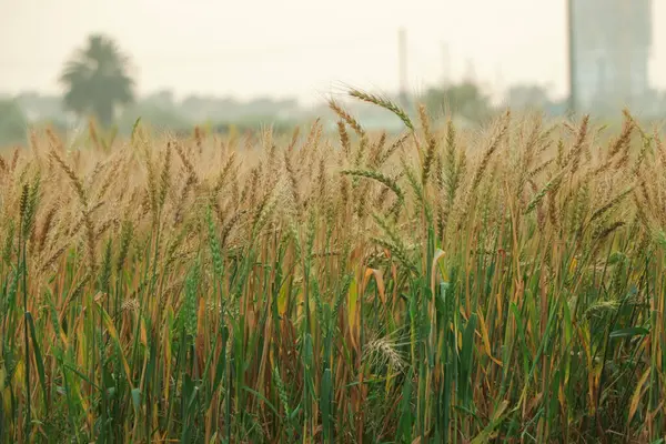 Buğday tarlası. Altın buğday kulakları yakında. Güzel Doğa Günbatımı Manzarası. Parlayan Güneş Işığı Altında Kırsal Manzara. Olgunlaşan buğday tarlalarının arka planı. Zengin hasat konsepti. Etiket sanat tasarımı
