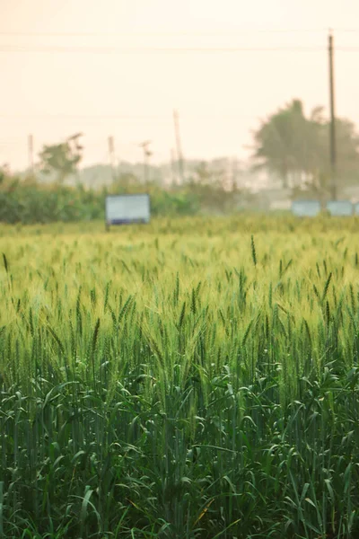 Buğday kulaklarını kapat, bir yaz günü buğday tarlasını. Hasat zamanı