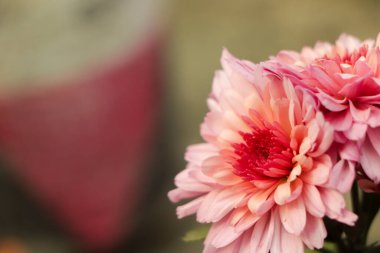 Bahçede tatlı pembe kasımpatı çiçeği