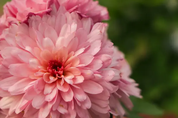 Pembe kasımpatı çiçeği kopyalama alanı ile yakın plan