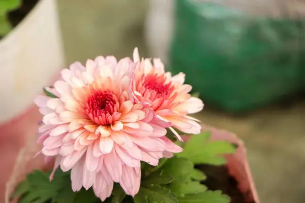 stock image Pair of sweet pink chrysanthemum flower in the garden