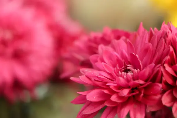 Bahçedeki pembe kasımpatı çiçeğinin yakınına.