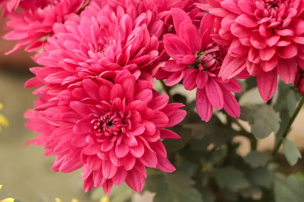 Bahçede pembe kasımpatı çiçeği