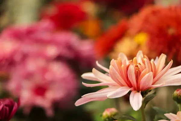 Pink chrysanthemum flower with copy space