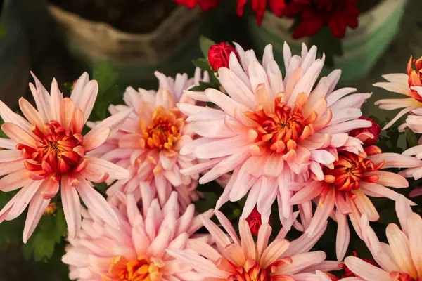 Pembe kasımpatı çiçeğinin yakın çekimi