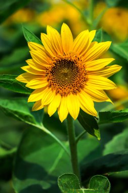 Bahçede tek bir ayçiçeği