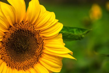 Metin için kopya alanı olan güzel ayçiçeğinin kapatılması
