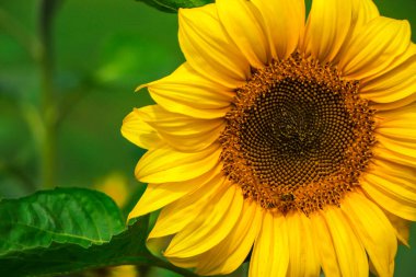 Metin için kopya alanı olan güzel ayçiçeğinin kapatılması