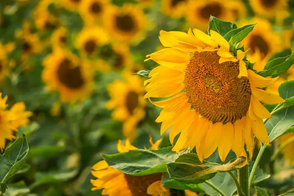 Çiçeklerle dolu ayçiçeği tarlası