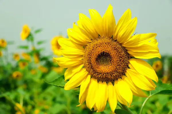 Bahçede açan ayçiçeğinin yakın çekimi