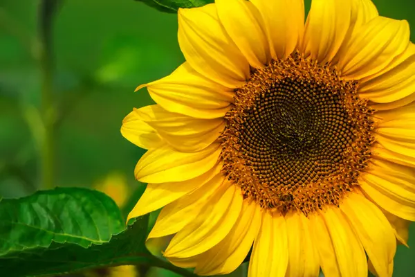 Metin için kopya alanı olan güzel ayçiçeğinin kapatılması