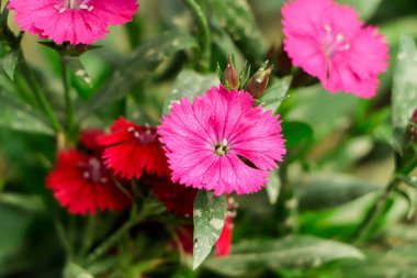 Bahçede kapalı pembe dianthus çiçeği