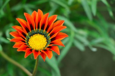 Closeup orange gazania with negative space+ clipart