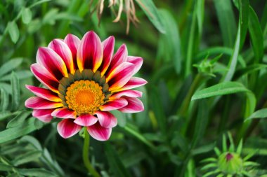 Bahçedeki çiçek tarhında pembe ve mor gazania çiçekleri