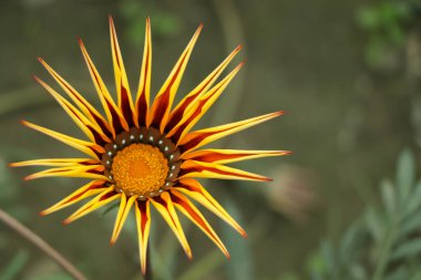 Gazania flower closeup with copy space for text clipart