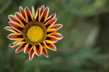 Gazania çiçeği birden fazla renkle yakın plan