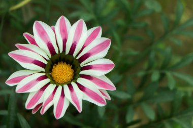 Pembe ve beyaz Gazania çiçeği bahçeye yakın.