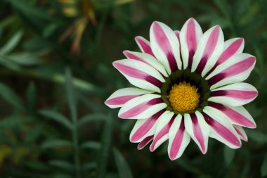 beyaz ve pembe gazania çiçeği negatif alanla yakın plan