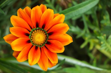 Fotokopi alanı ile turuncu gazania çiçeği