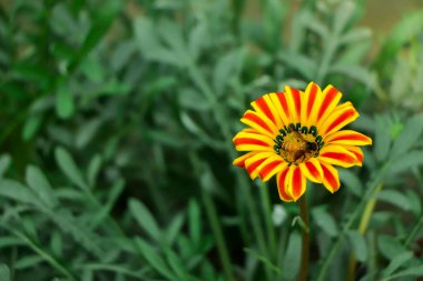 Turuncu Gazania, yakın plan Gazania çiçeği ve arı.