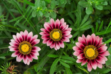 Three beautiful pink gazania flower in garden with green leaf on background clipart